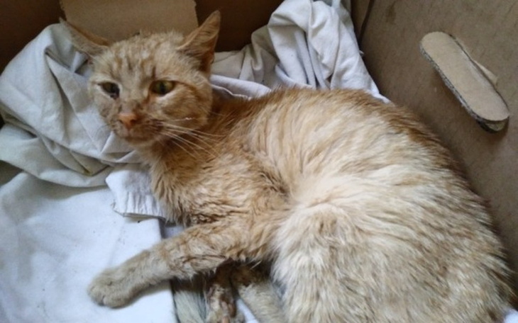 Zbiórka Walka o życie Herosa - zdjęcie główne