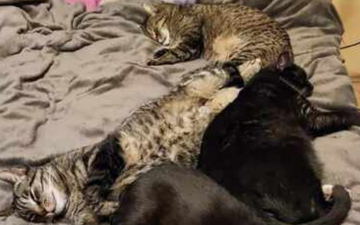 Zbiórka Pomoc dla Kociego Domku - zdjęcie główne