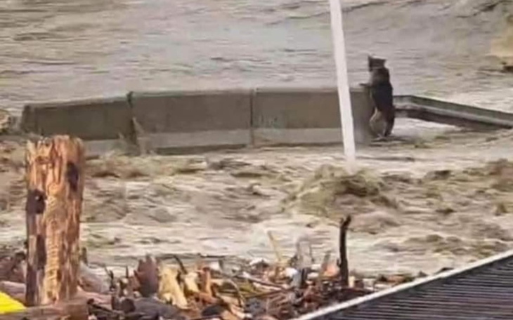 Zbiórka Zbiórka dla Zwierzęta po powodzi - zdjęcie główne