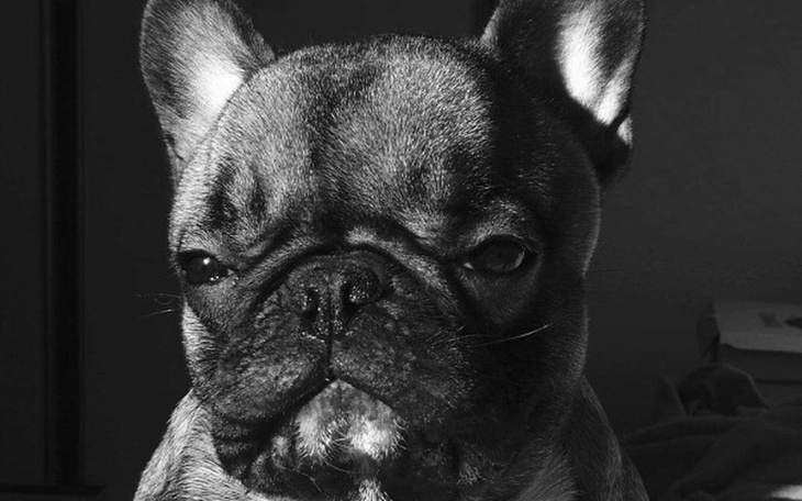 Czarnobiały buldog francuski w czarno-białym świetle.