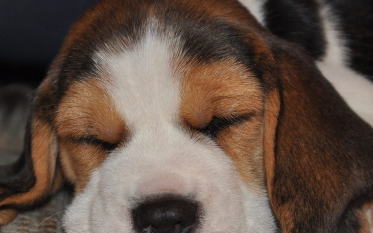 Zbiórka beagle - zdjęcie główne