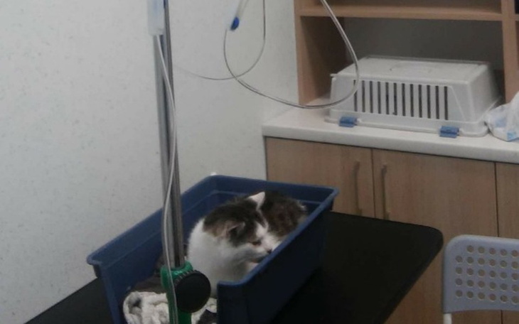 Zbiórka Bez krwi  , bez horroru - zdjęcie główne