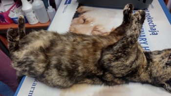 Zbiórka Wiejska kotka z ropomaciczem - miniaturka zdjęcia