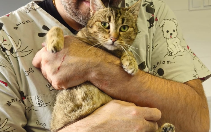 Zbiórka Leczenie bezdomnej kotki Tosi - zdjęcie główne