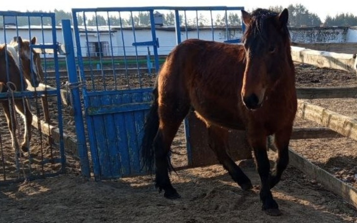 Koń w stajni, z bramą w tle, na słonecznym podwórku.
