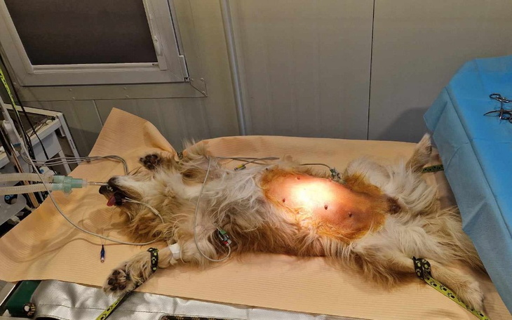 Pies na stole operacyjnym w klinice weterynaryjnej.