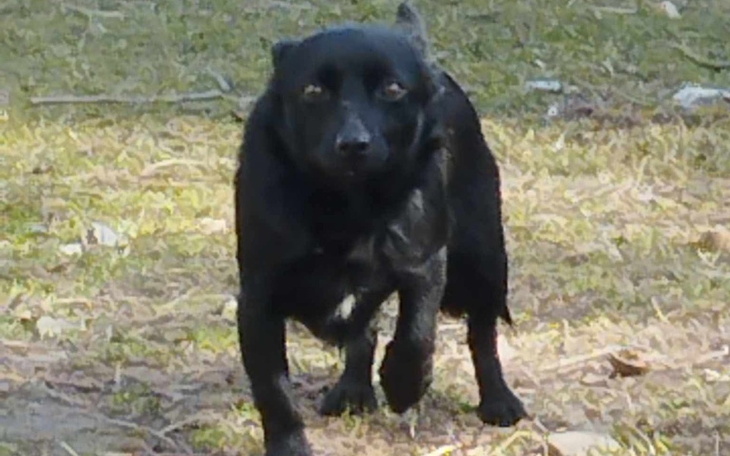 Mały czarny pies idący po trawie.