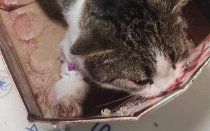Kot w kartonie, z widocznymi ranami, potrzebujący pomocy.