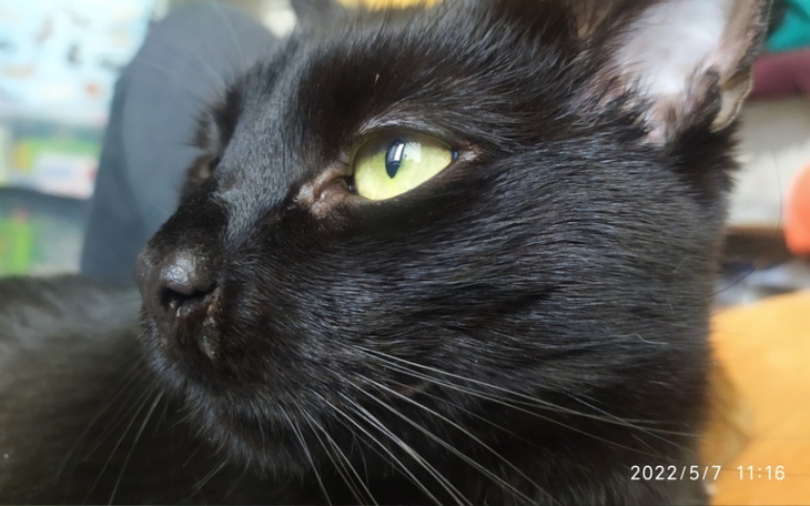 Zbiórka By oplacic weterynarza. - zdjęcie główne