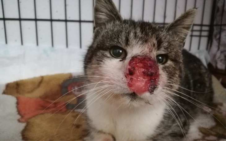 Zbiórka Atenka za Tęczowym Mostem... - zdjęcie główne