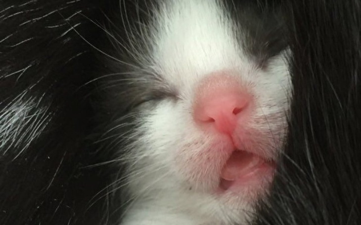 Zbiórka Kocia rodzina z krzaków - zdjęcie główne