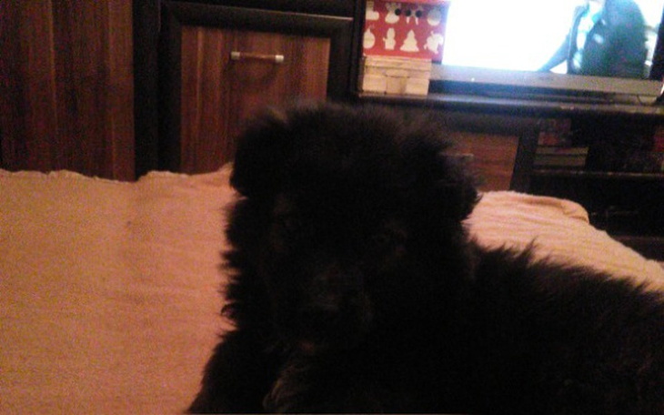 Zbiórka Opłata lekarstw dla Misi - zdjęcie główne