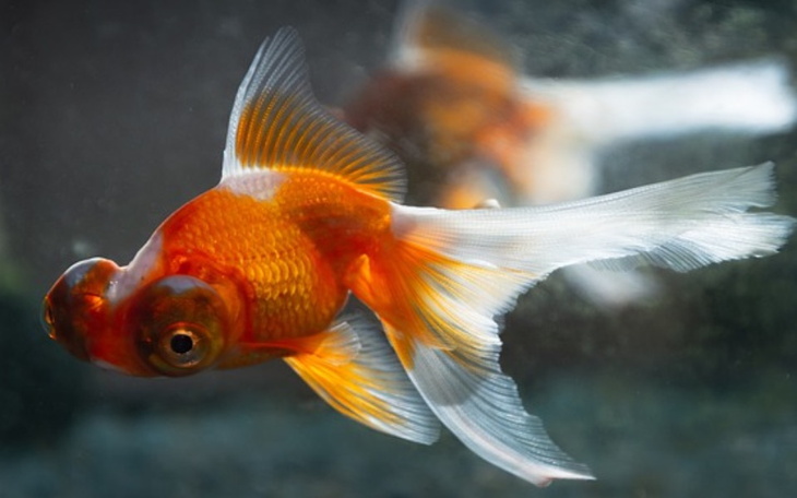 Zbiórka Na akwarium dla rybki - zdjęcie główne