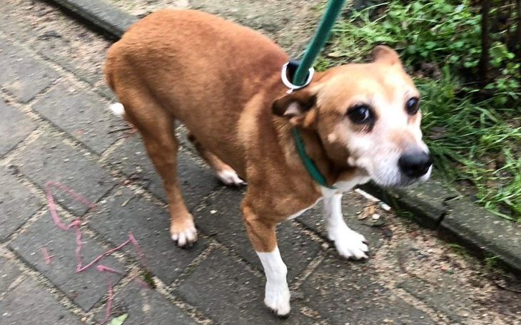 Zbiórka Pies z krwawiącym guzem...pomocy - zdjęcie główne