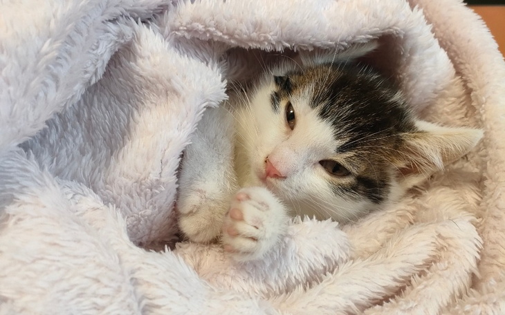 Zbiórka Podstępna choroba.... - zdjęcie główne