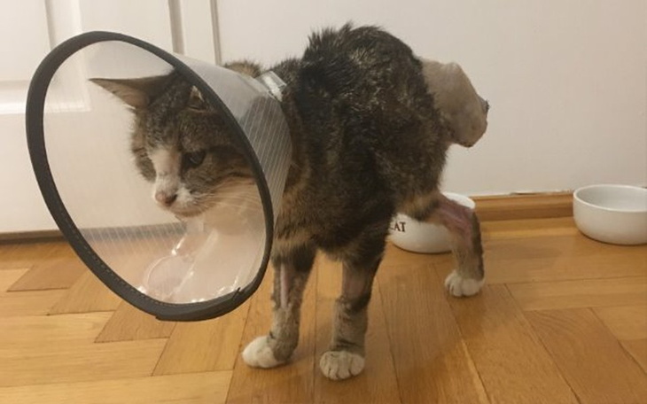 Zbiórka Leczenie kotki Moreny - zdjęcie główne