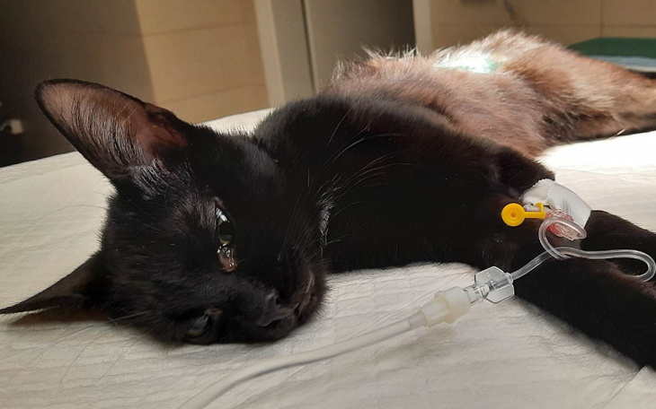 Zbiórka Wesprzyj Knedelkę po kastracji - zdjęcie główne