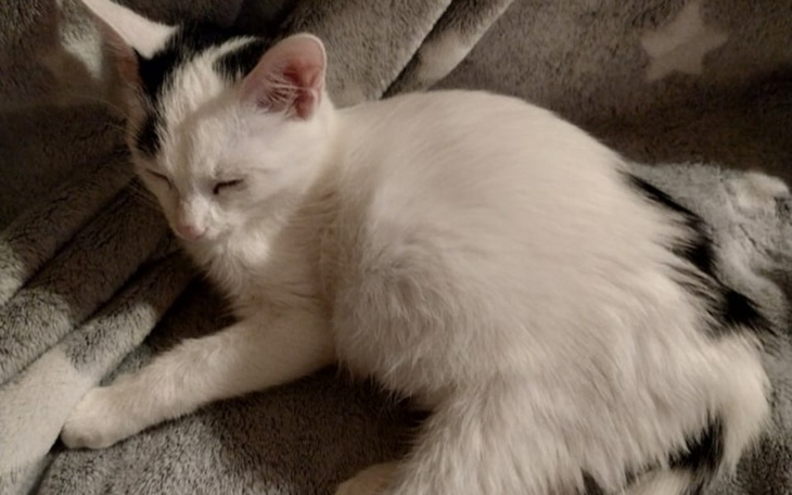 Zbiórka Mała Banfi walczy z FIP - zdjęcie główne