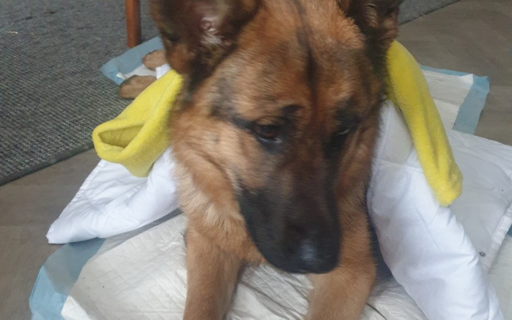 Zbiórka Owczarek po wypadku Zoja - zdjęcie główne