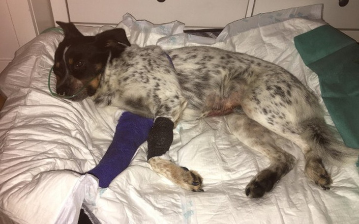 Zbiórka Na ratunek Grenczowi - zdjęcie główne