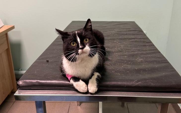 Czarny kot leżący na stole, z białymi łatami na klatce piersiowej.