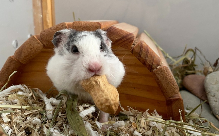 Zbiórka pomóż mi wyleczyć Bogusie - zdjęcie główne