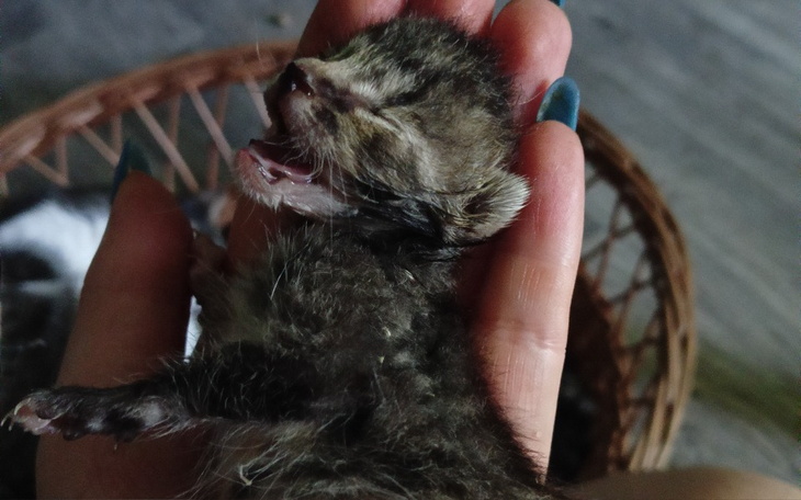 Zbiórka Na ratunek porzuconym bidom - zdjęcie główne