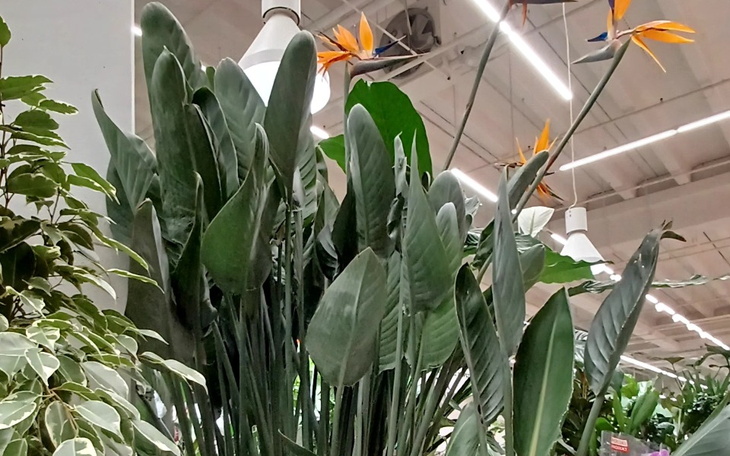 Zbiórka Pomoc Mamie z Rakiem Płuc - zdjęcie główne