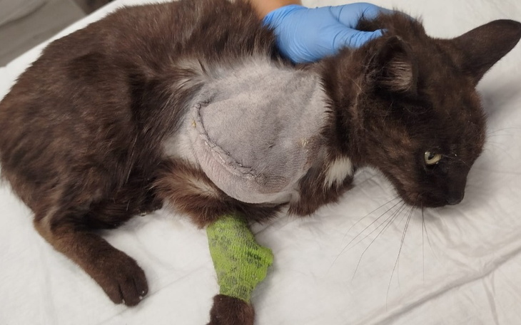 Zbiórka Kotka Wróżka po wypadku - zdjęcie główne