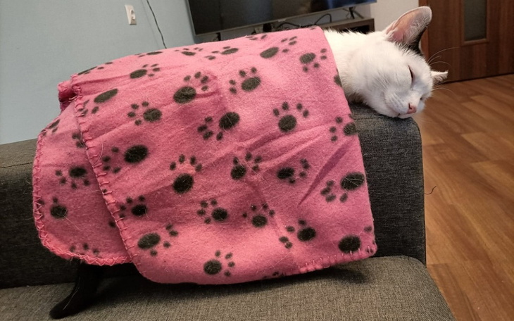 Zbiórka Walka o życie Leszego - zdjęcie główne