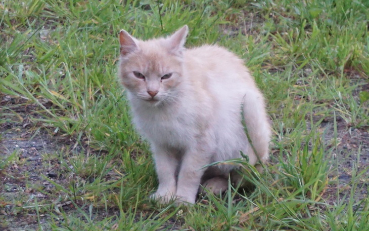 Zbiórka Wyniszczone stado prosi o pomoc - zdjęcie główne
