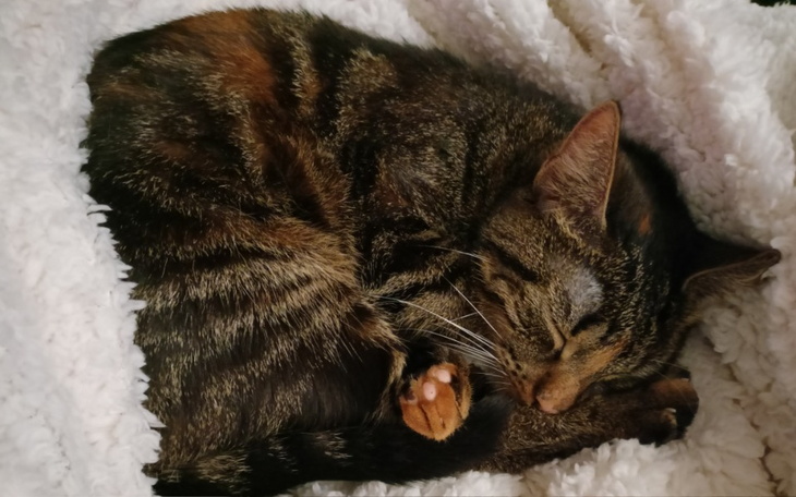 Zbiórka Na leczenie dla mini tygryska - zdjęcie główne