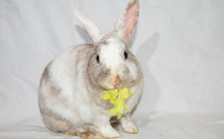 Zbiórka Kastracja bezdomnych królików - zdjęcie główne