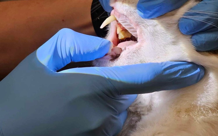 Zbiórka Druga operacja Wetusia - zdjęcie główne