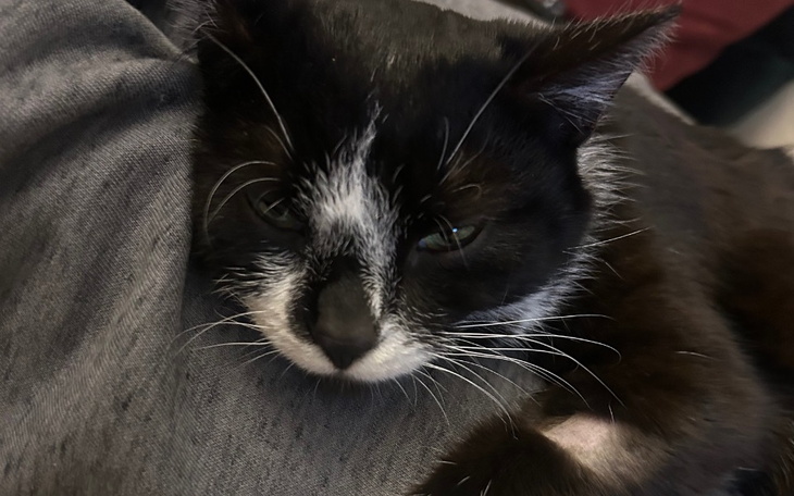 Czarny kot odpoczywający na kolanach właściciela.