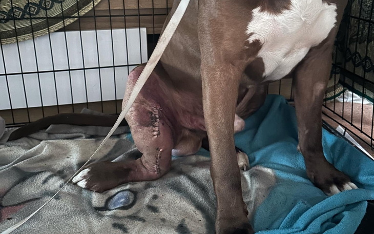 Pies z opatrunkiem na nodze, w klatce.