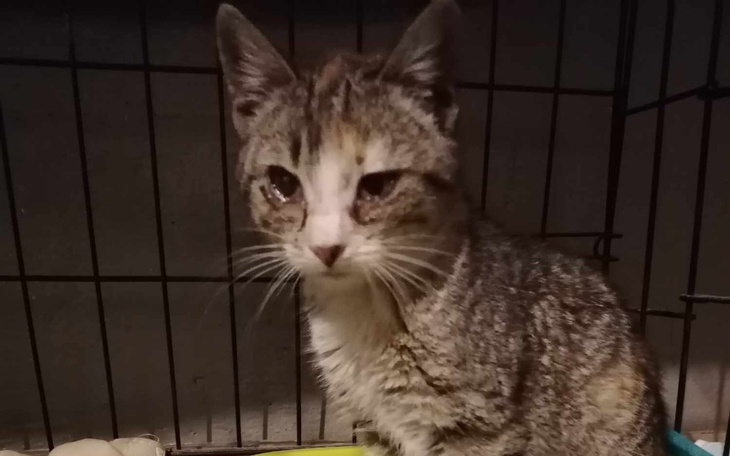 Zbiórka Trixie z kocim katarem - zdjęcie główne