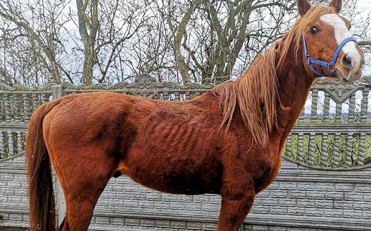 Zbiórka Wykupmy Hantiego z rzeźni - zdjęcie główne