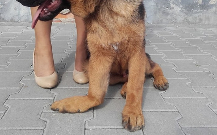 Pies rasy owczarek niemiecki, siedzący obok właściciela.