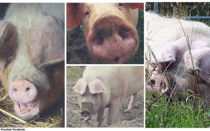 Zbiórka Parnik pilnie potrzebny!!! - zdjęcie główne