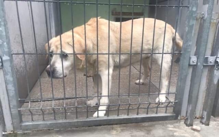 Zbiórka Starsze psy też mają marzenia. - zdjęcie główne