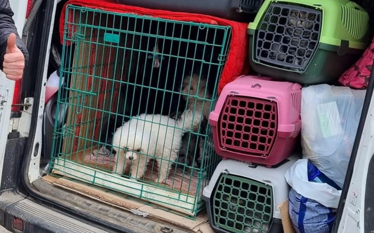 Zbiórka Pomoc dla zwierząt Iriny - zdjęcie główne