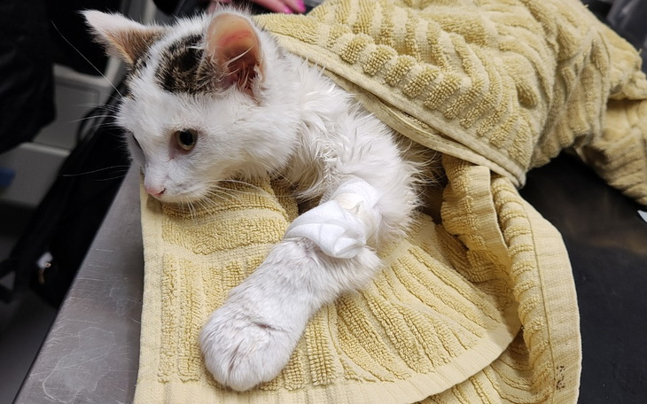 Chory kot owinięty w ręcznik, z kroplówką w weterynarii.