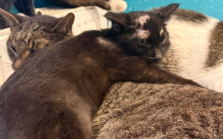 Trzy koty śpiące blisko siebie, tworzące przytulny obrazek.