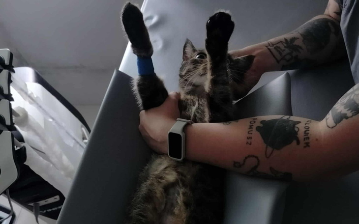 Kot na stole, trzymany przez osobę w rękawiczkach.