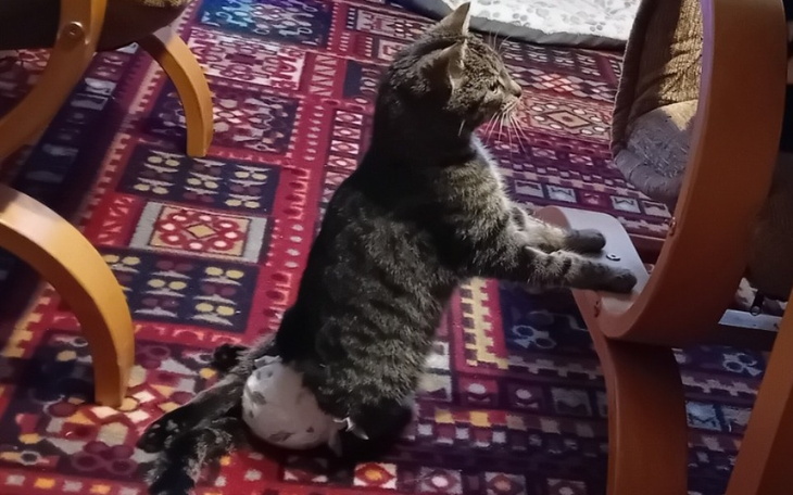 Kot stojący na stole, patrzący w stronę kamery.