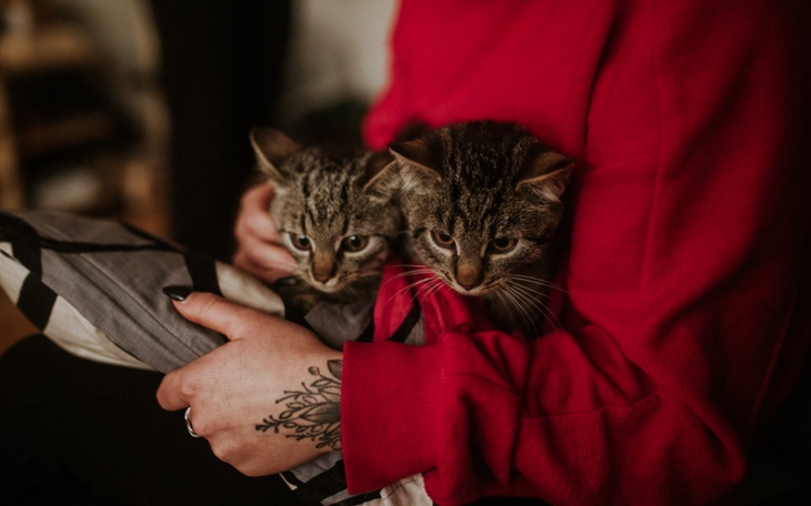 Zbiórka Dom tymczasowy dla kociąt u Dosi - zdjęcie główne