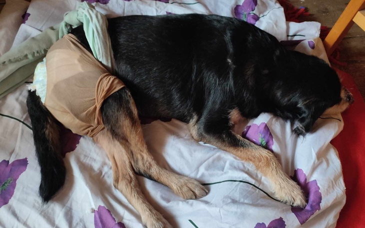 Zbiórka Pomoc Furii - zdjęcie główne