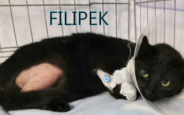 Zbiórka Filipkowa zbiórka na operację - zdjęcie główne