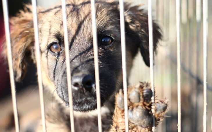Szczeniak patrzący przez kraty, z wyczekującym spojrzeniem.